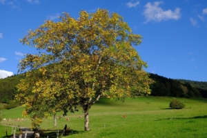 Nussbaum Walnussholz Holzuhr
